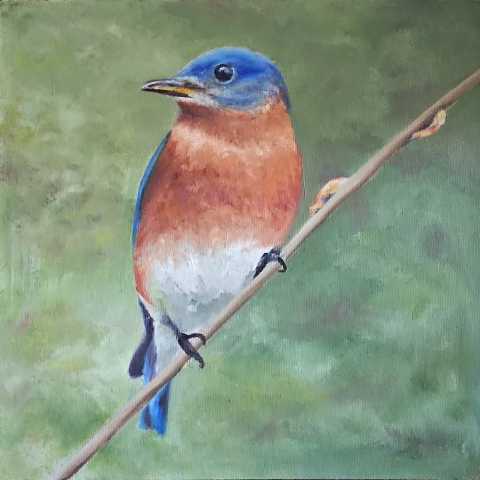 Eastern Bluebird